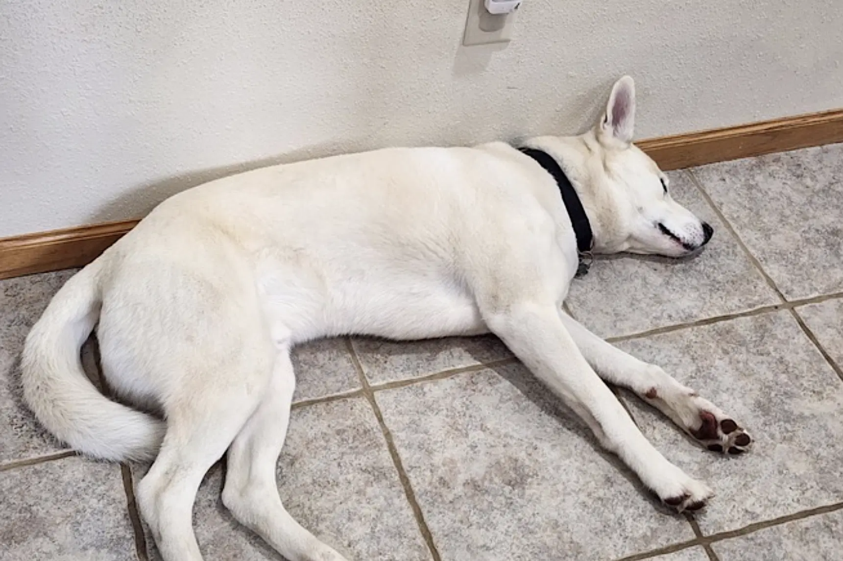 Buddy image 4