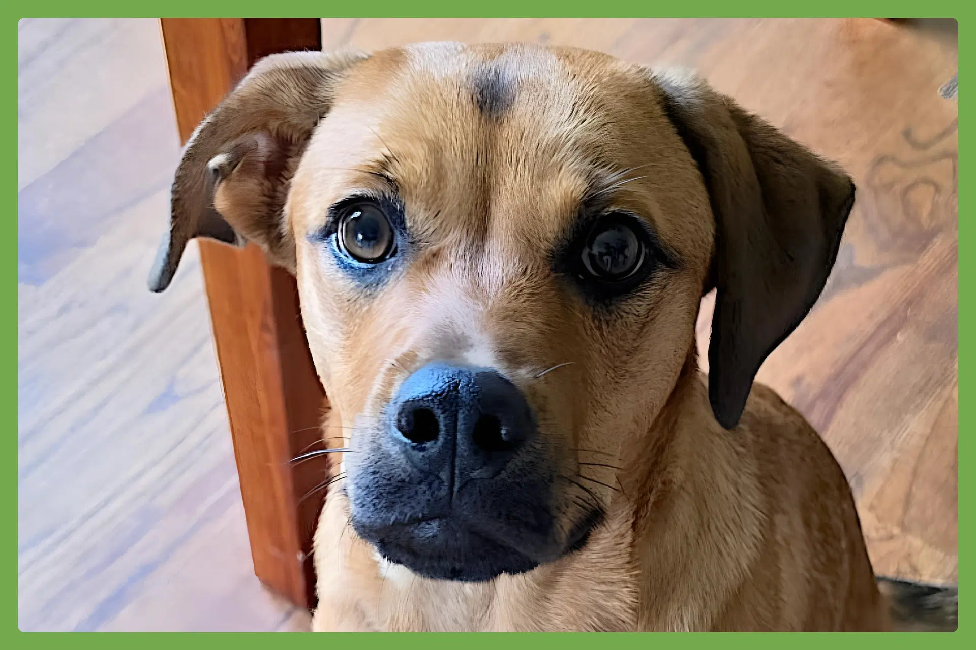 Honey - Labrador Retriever