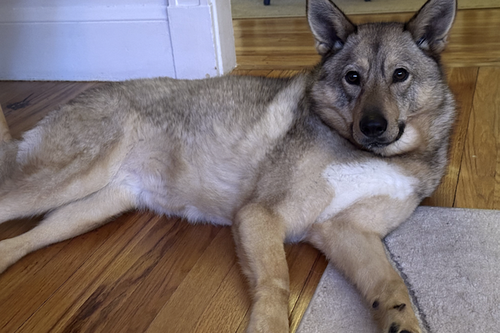 Juno, photo 8