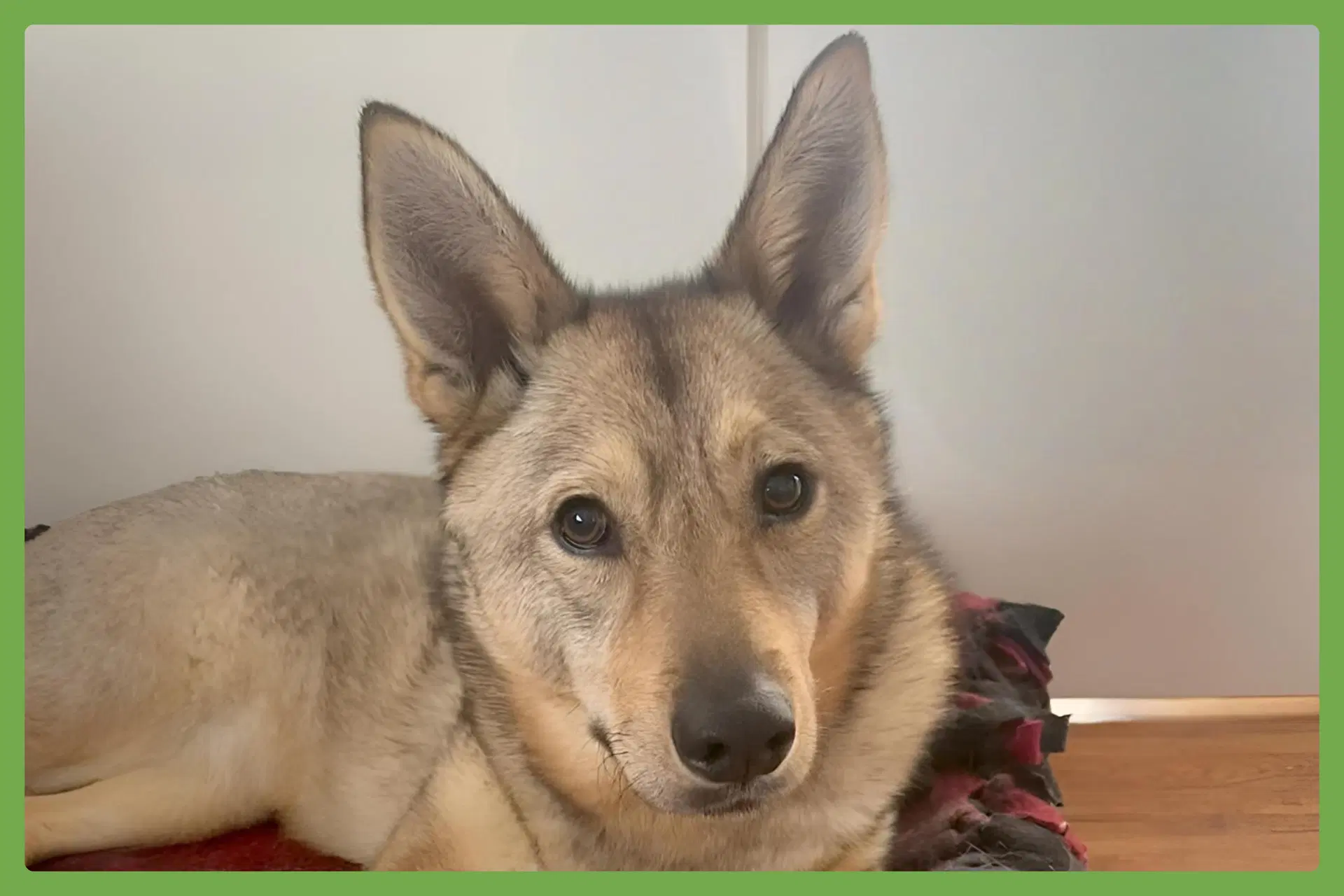 Juno - Jindo (Korean)
