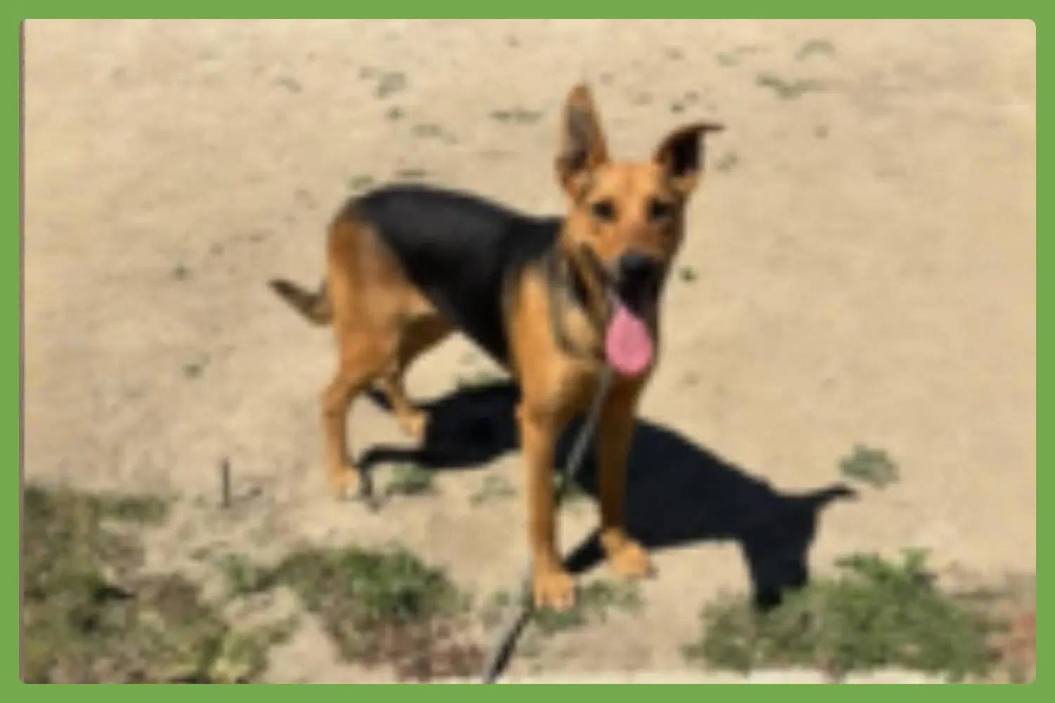 Sammy - German Shepherd Dog