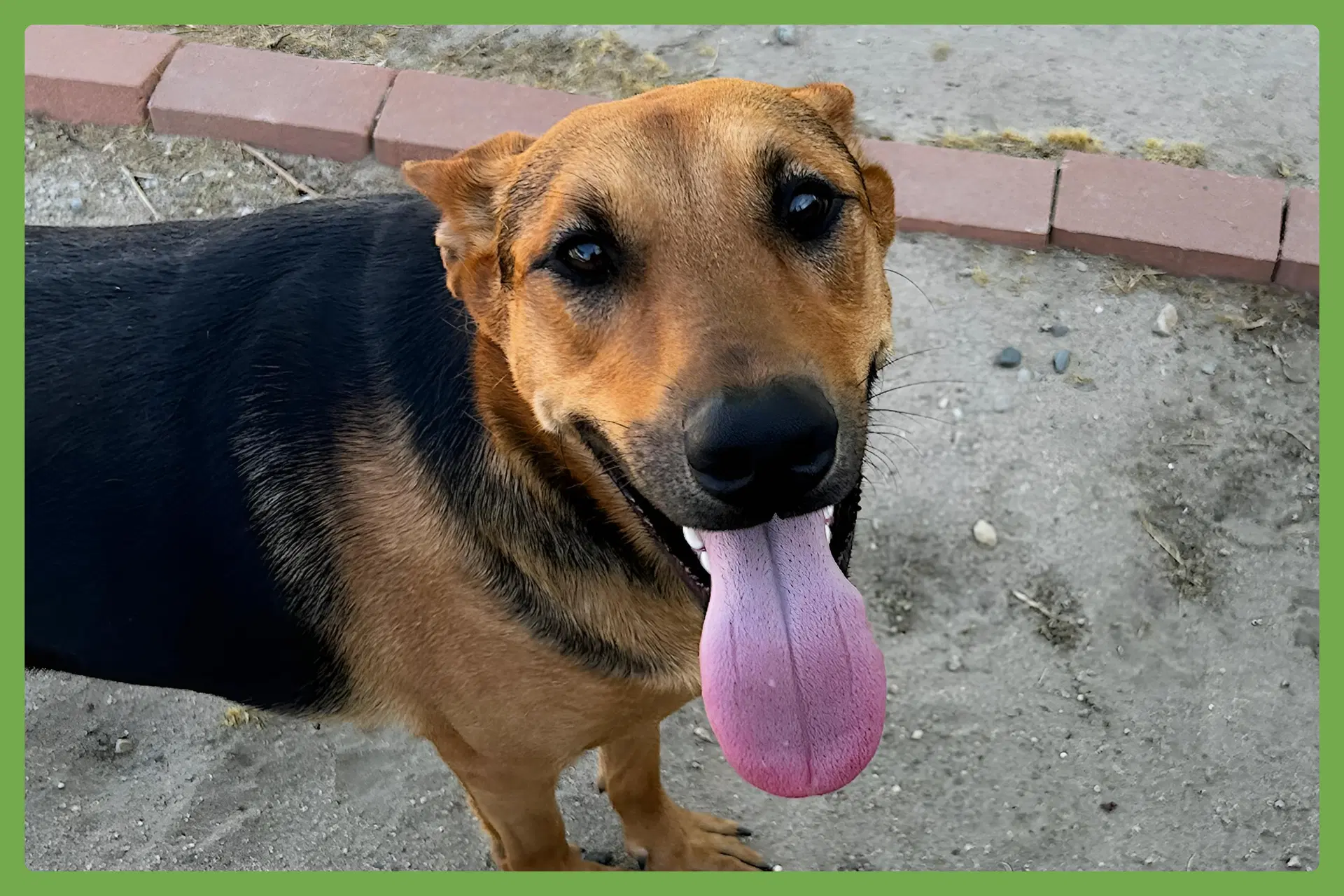 Sammy - German Shepherd Dog