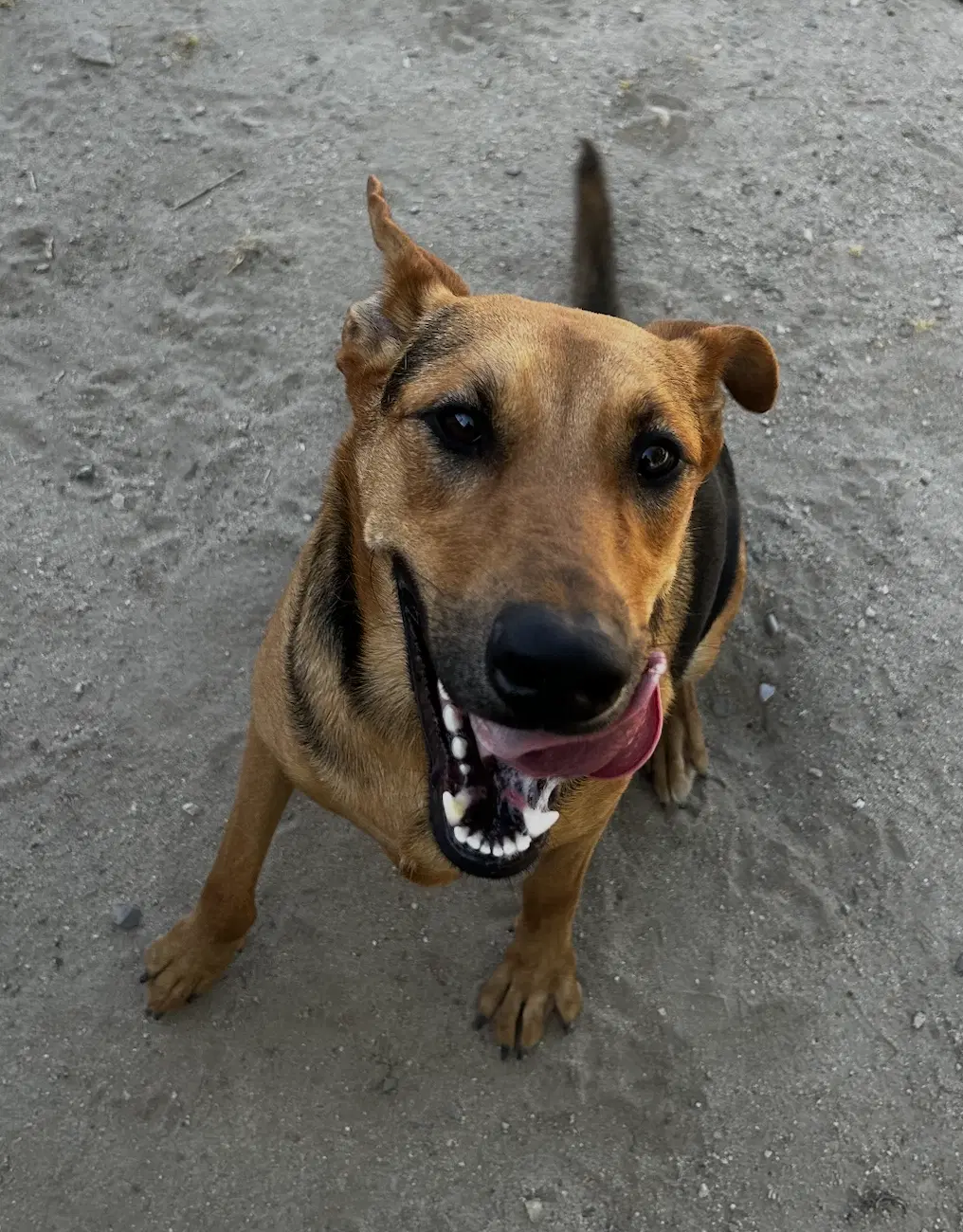 Sammy image 3