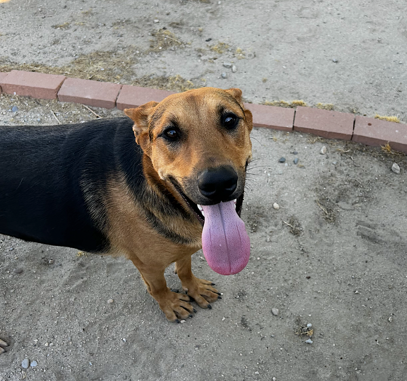 Sammy, photo 7