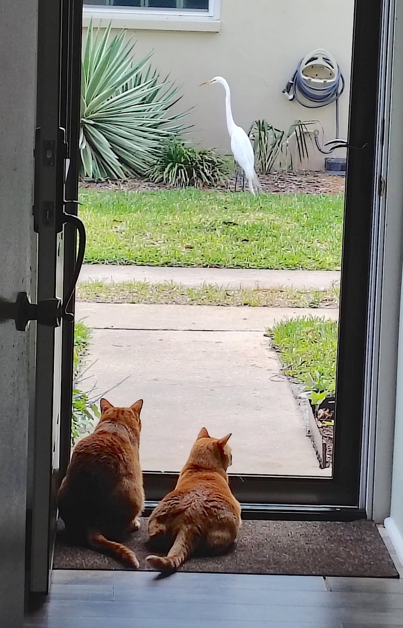 Cheech and Chong, photo 6