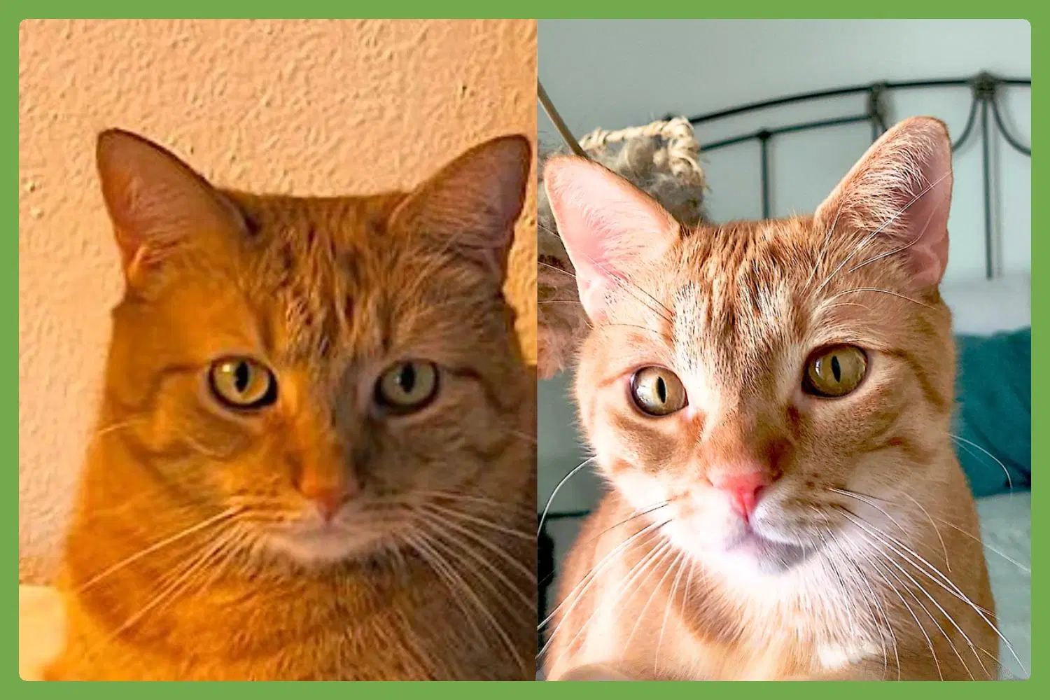 Cheech And Chong - Domestic Short Hair