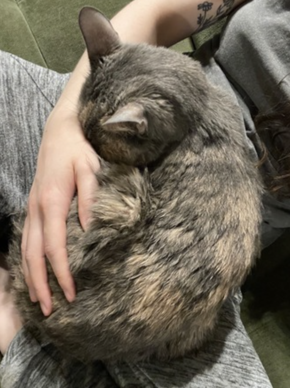 Muffin, photo 6