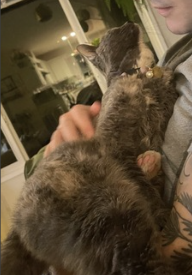 Muffin, photo 11