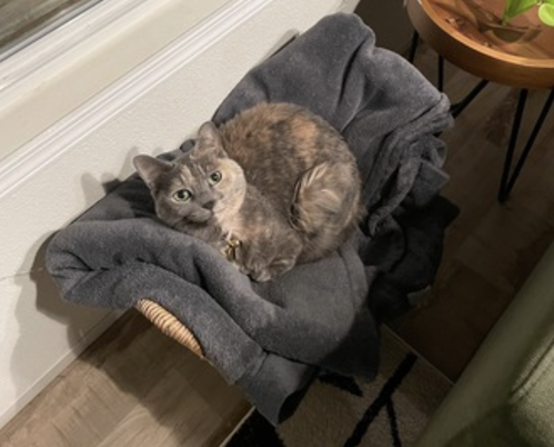 Photo 5 of Muffin