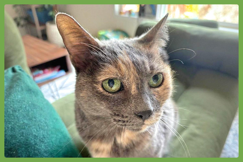 Muffin, a cat for adoption from Joyful Pets Animal Rescue
