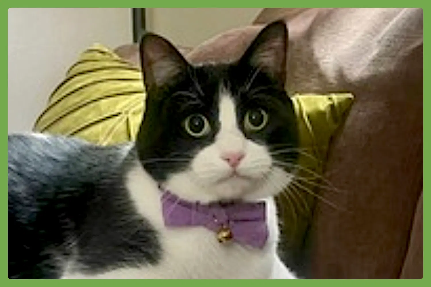 Jasper - Domestic Short Hair