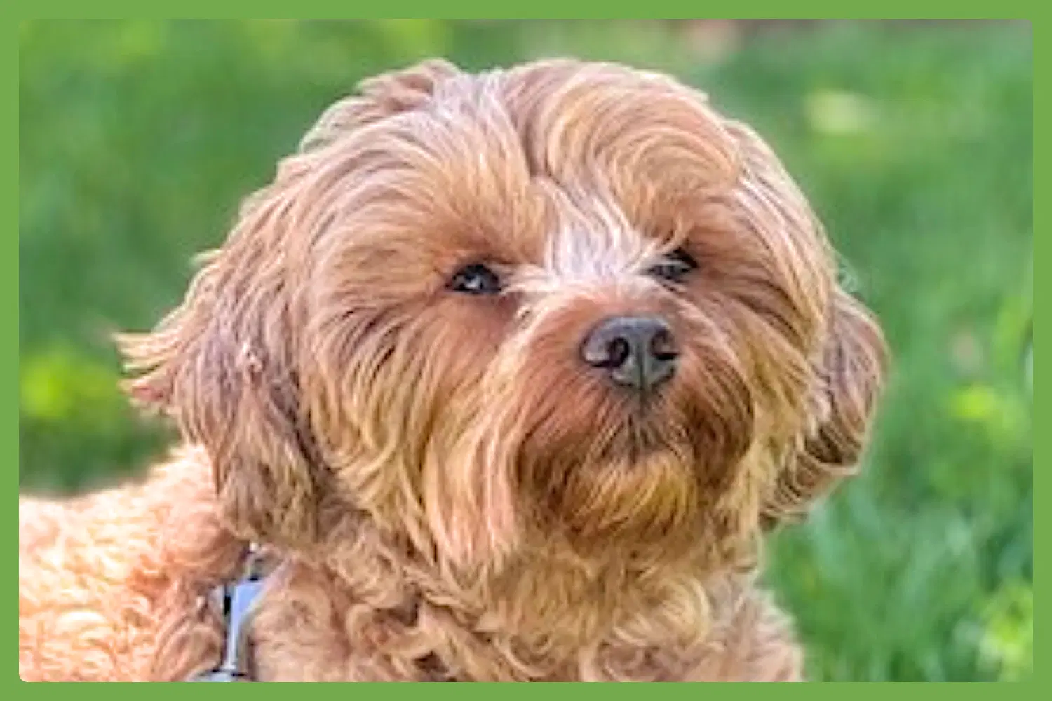 Marco - Maltese