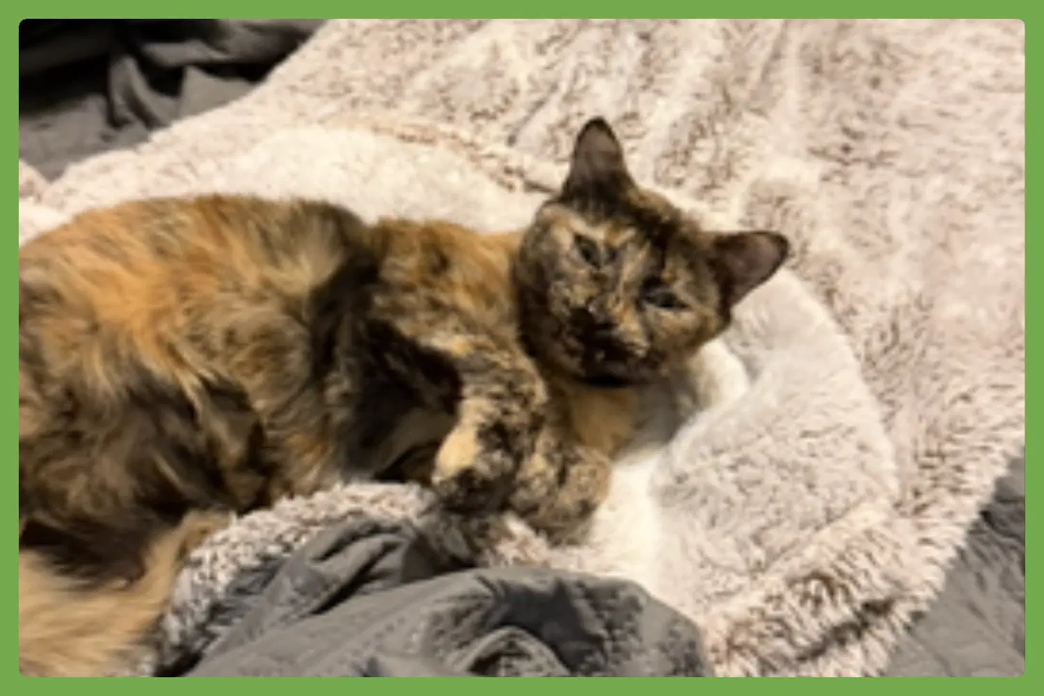 Snickers - Domestic Short Hair