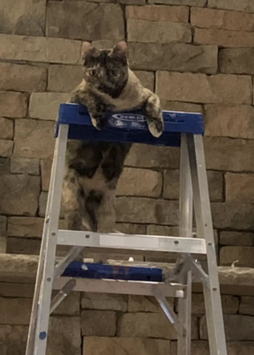 Snickers image 2
