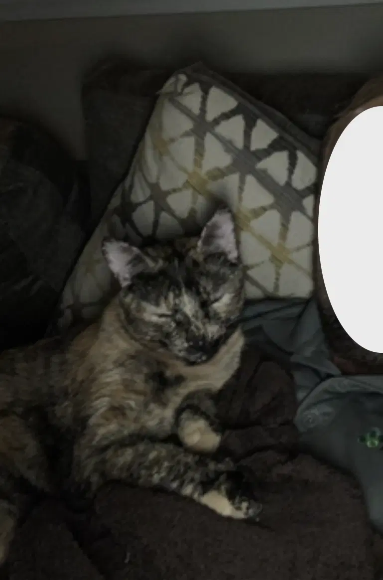 Snickers image 3