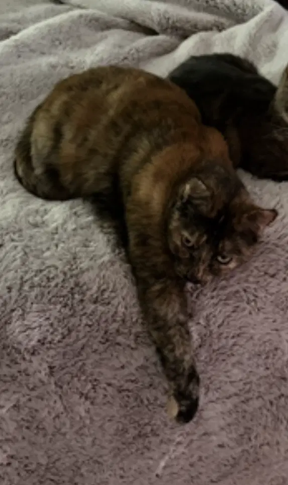 Snickers image 4