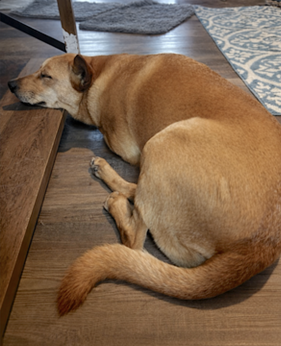 Monty, photo 8