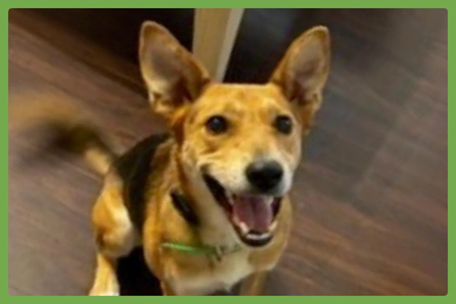 Nano - German Shepherd Dog