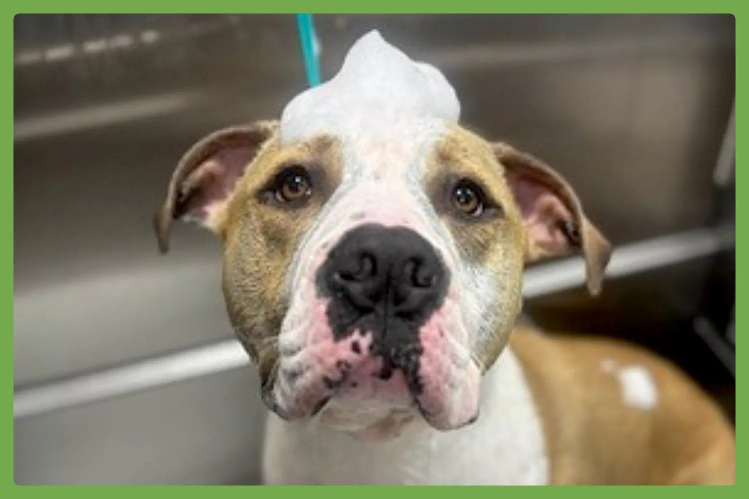 Gilly - American Pit Bull Terrier