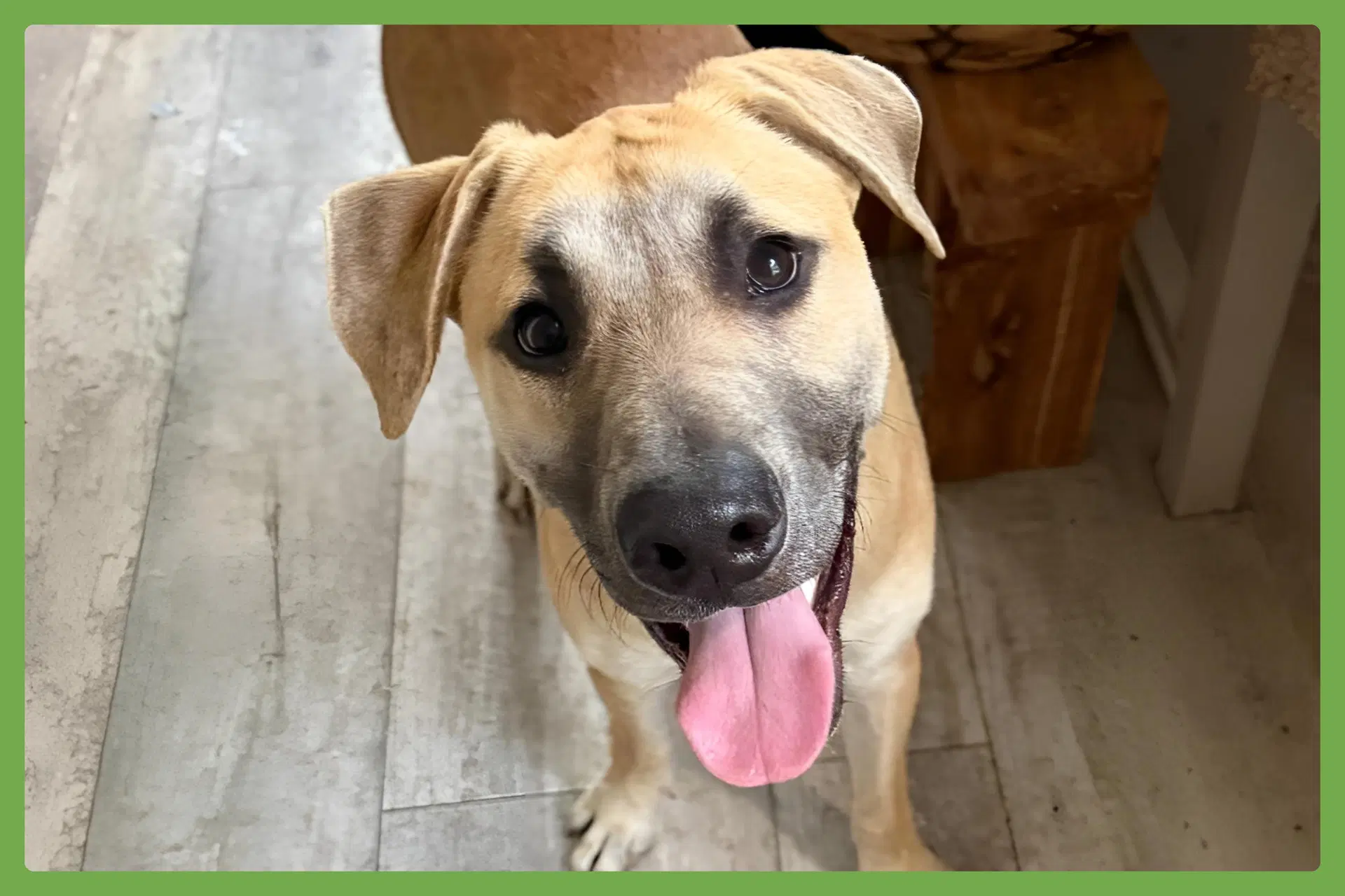 Archie - Black Mouth Cur