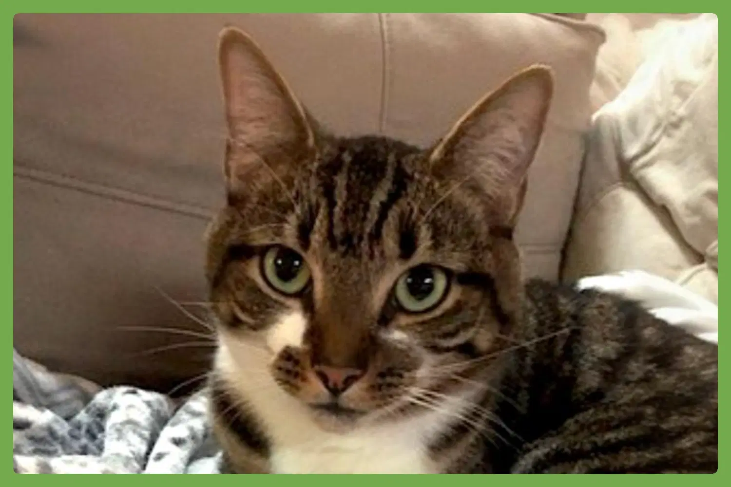 Tito - Domestic Short Hair