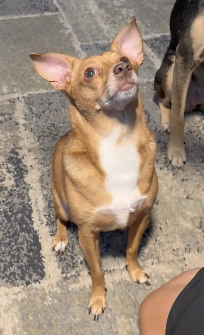 Lucy image 4