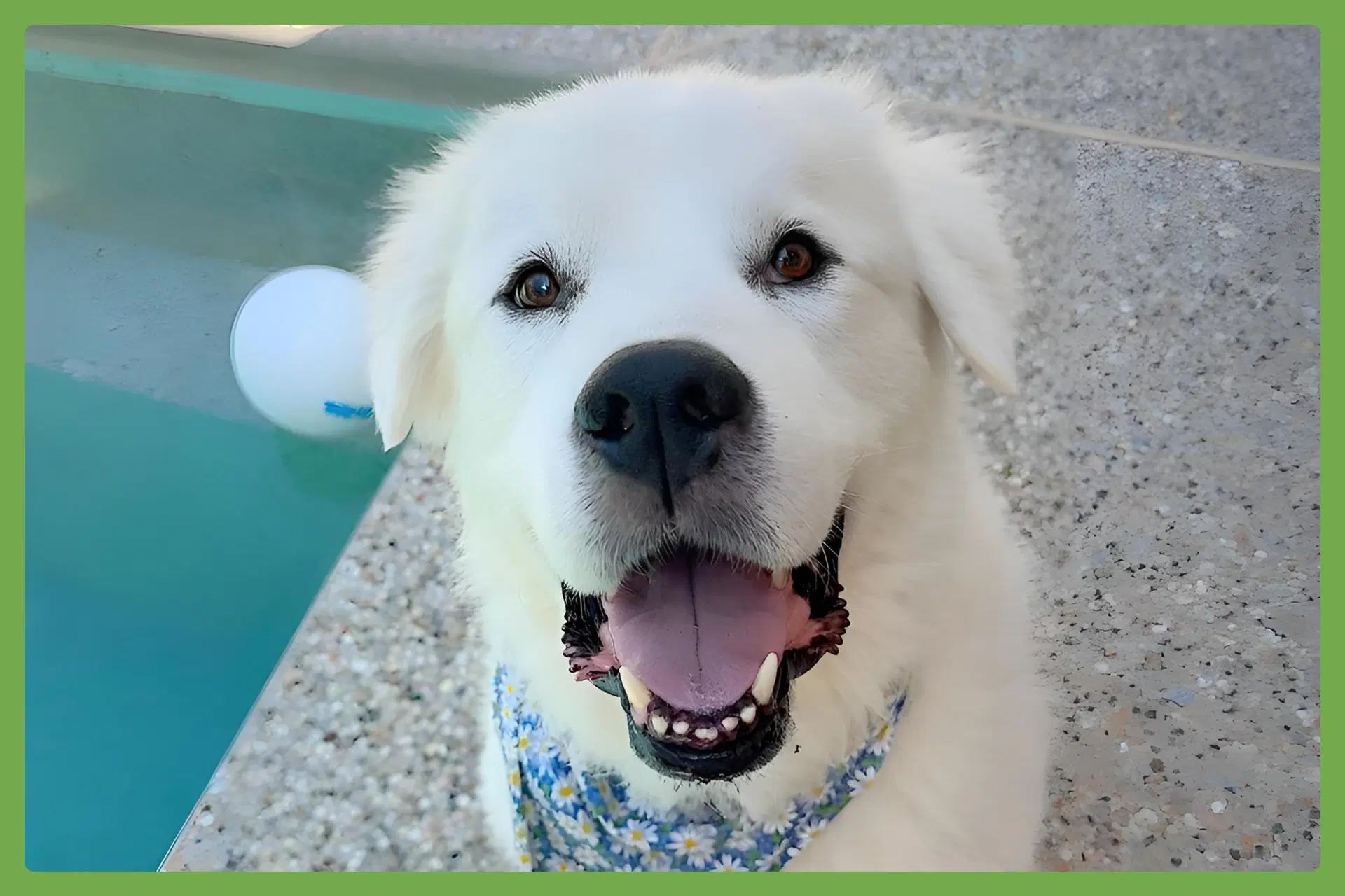 Ollie - Great Pyrenees