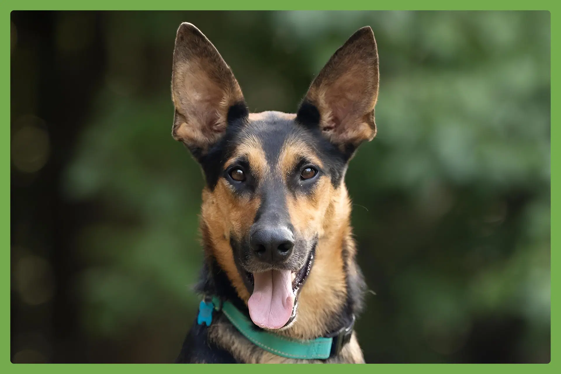 Berkley - German Shepherd Dog