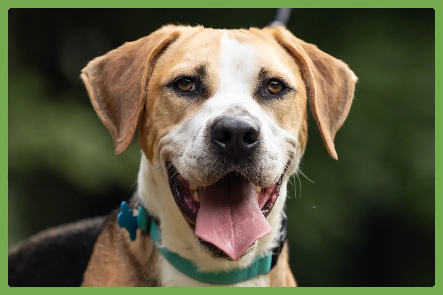 Viktor - Coonhound