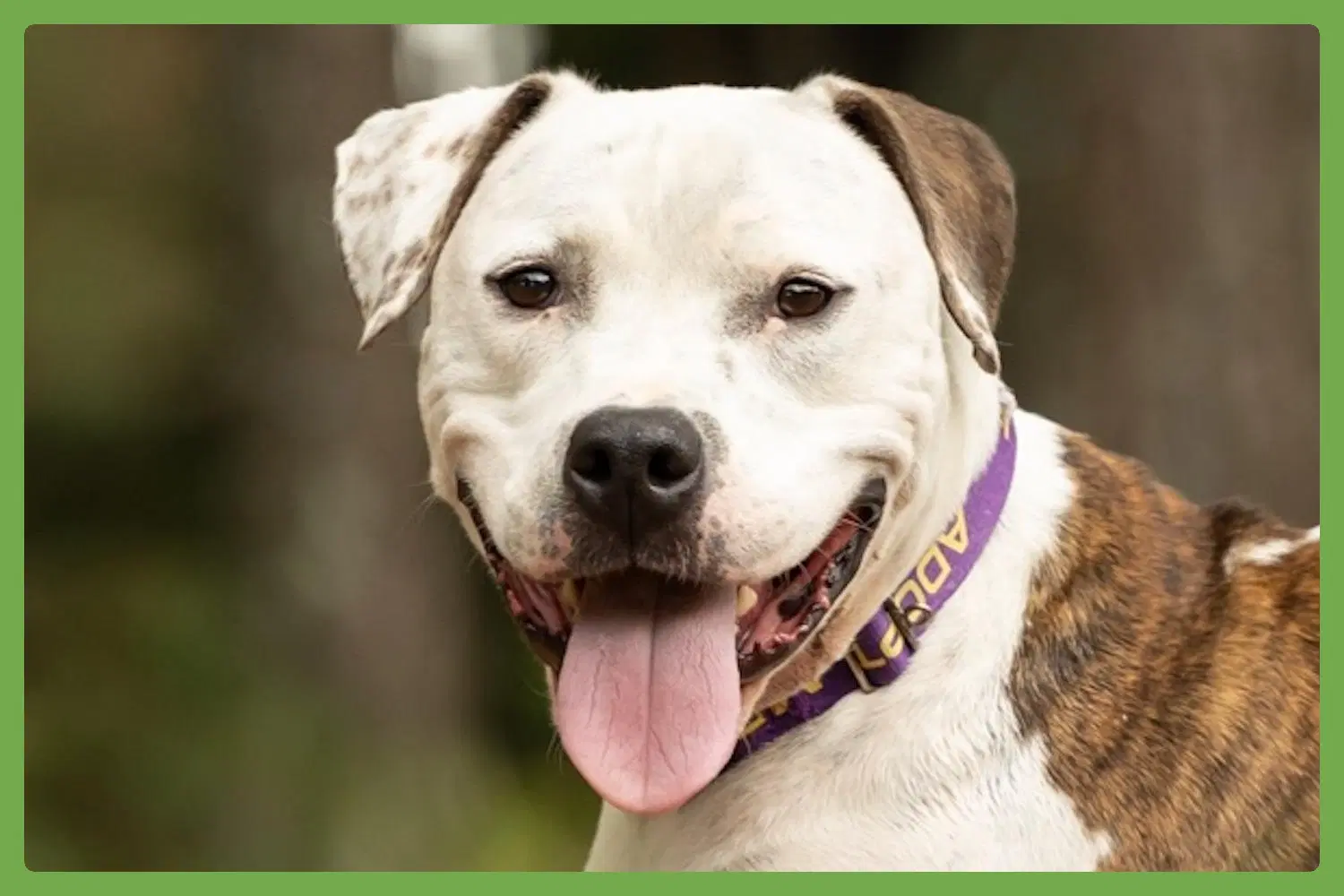 Sugar - American Bulldog