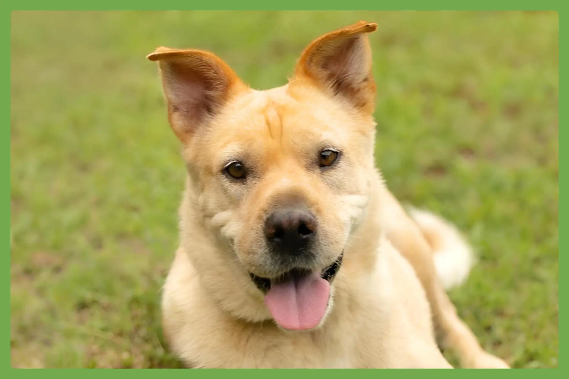 Lady - Shar Pei