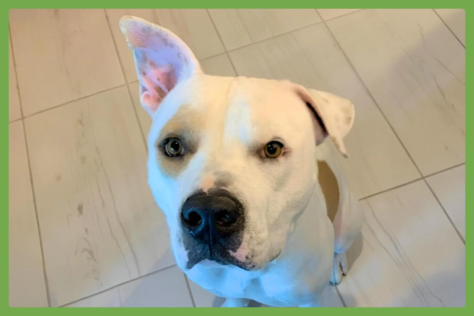 Bruce - Boxer