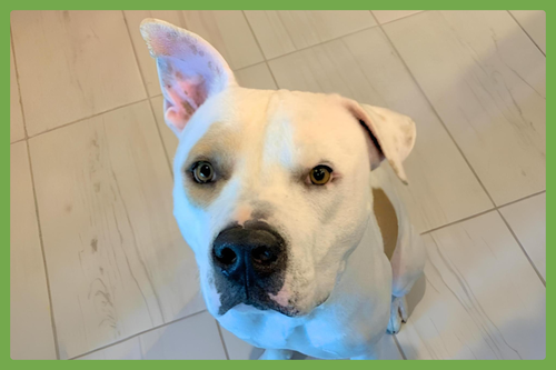 Bruce, a dog for adoption from Joyful Pets Animal Rescue