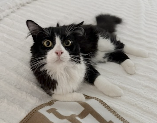 Photo 4 of Figgy