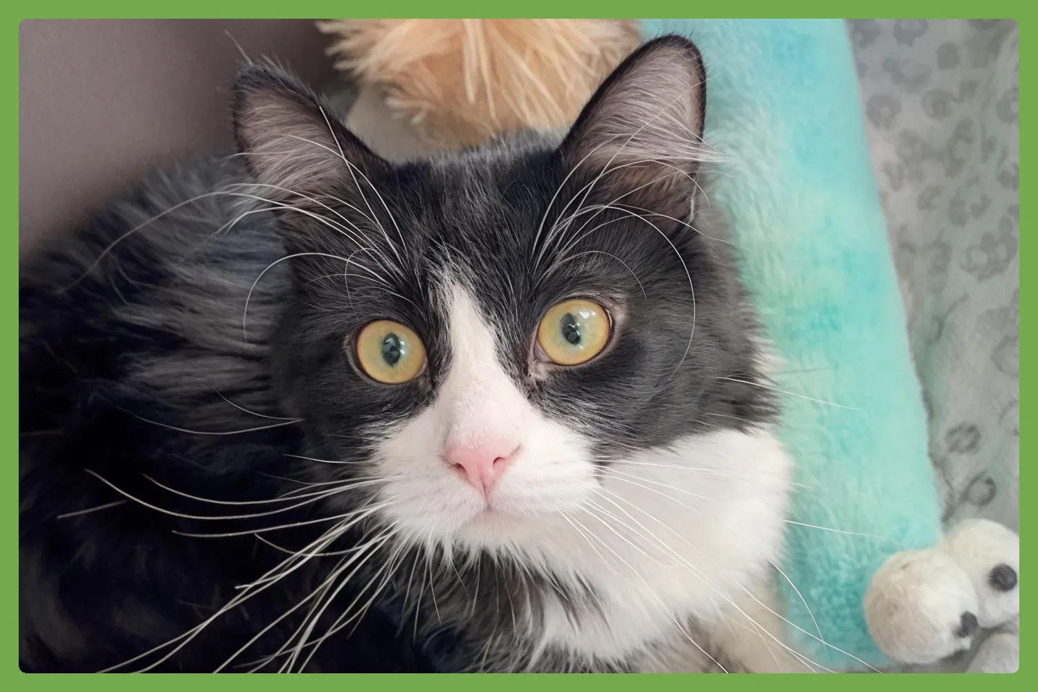 Figgy - Domestic Long Hair
