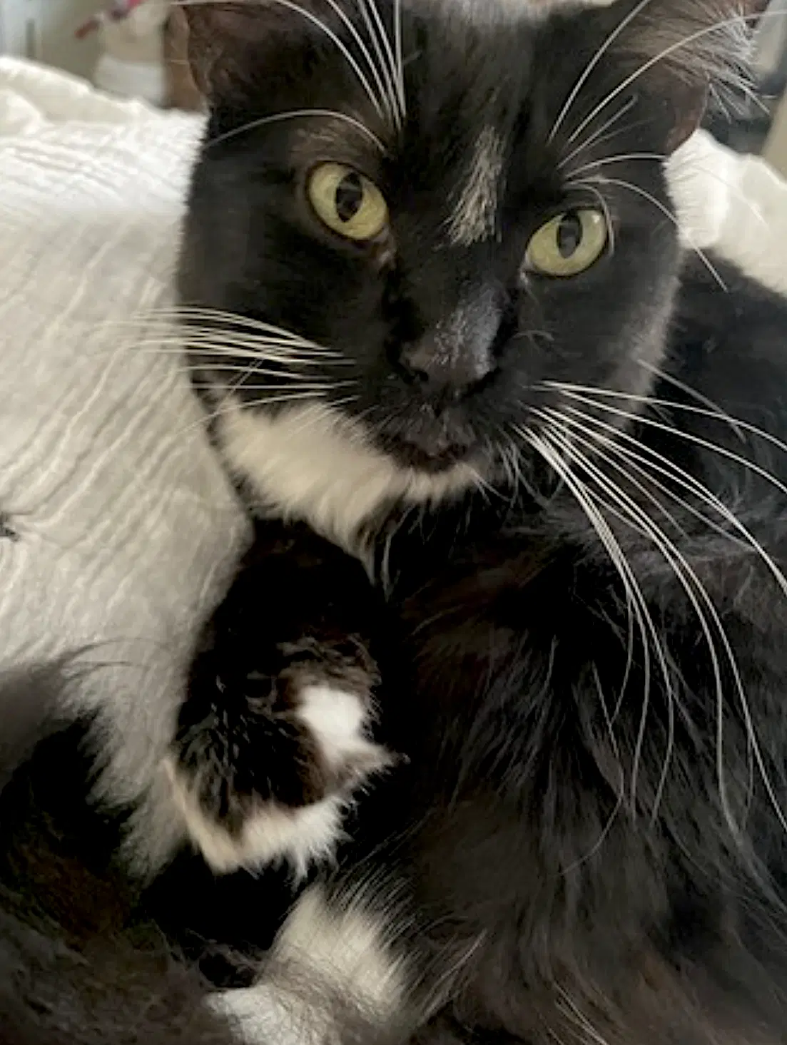 Momo image 2