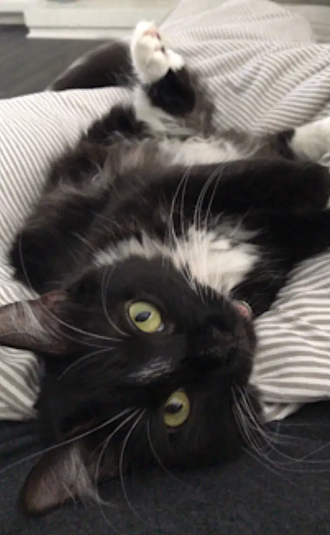 Momo image 3
