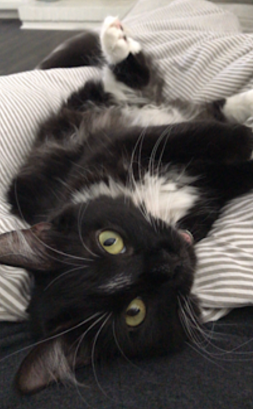 Photo 3 of Momo