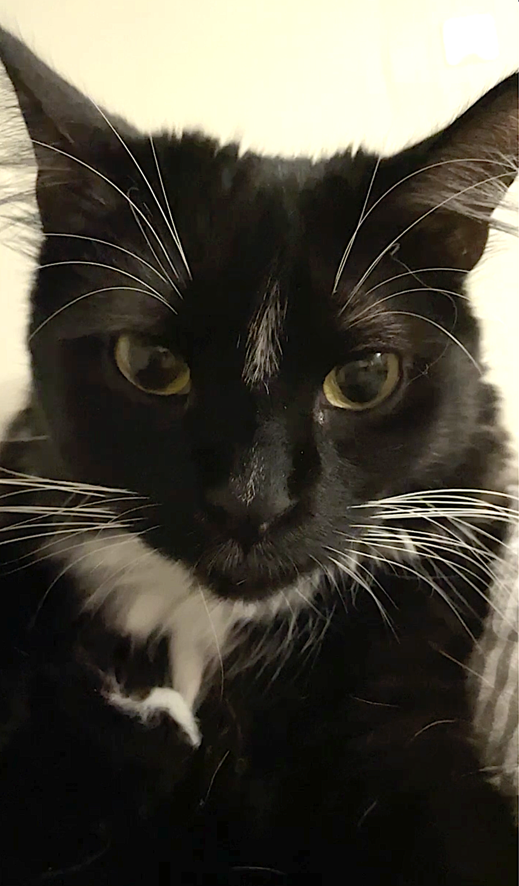 Momo, photo 6