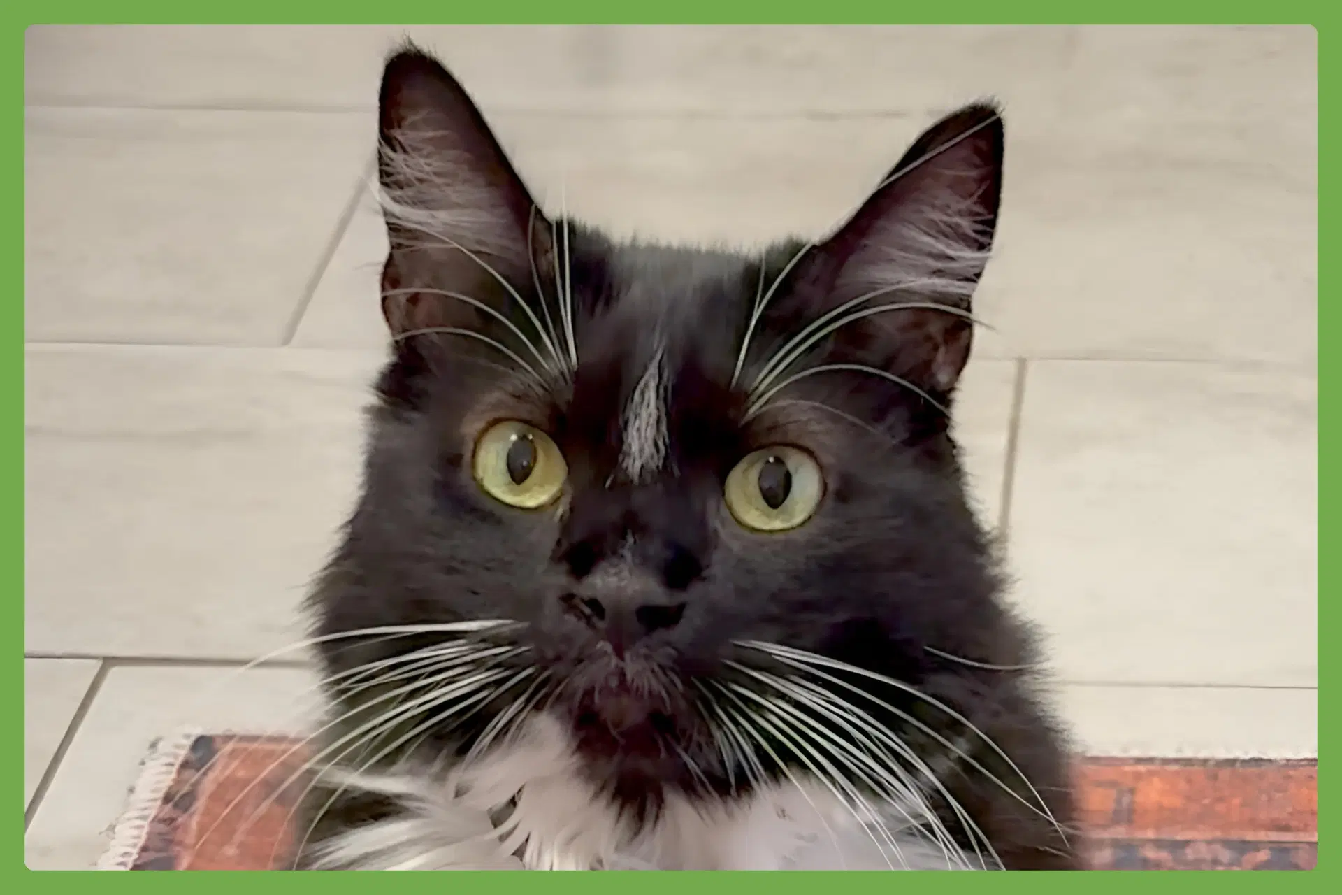 Momo - Domestic Long Hair