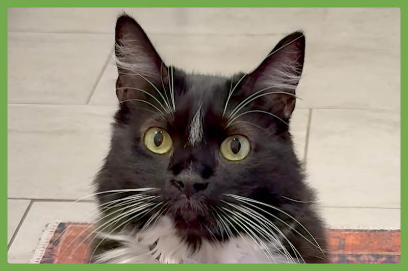 Momo, an adult female cat up for adoption
