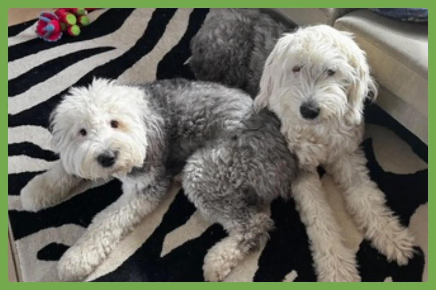 Daisy And Ziggy - Old English Sheepdog