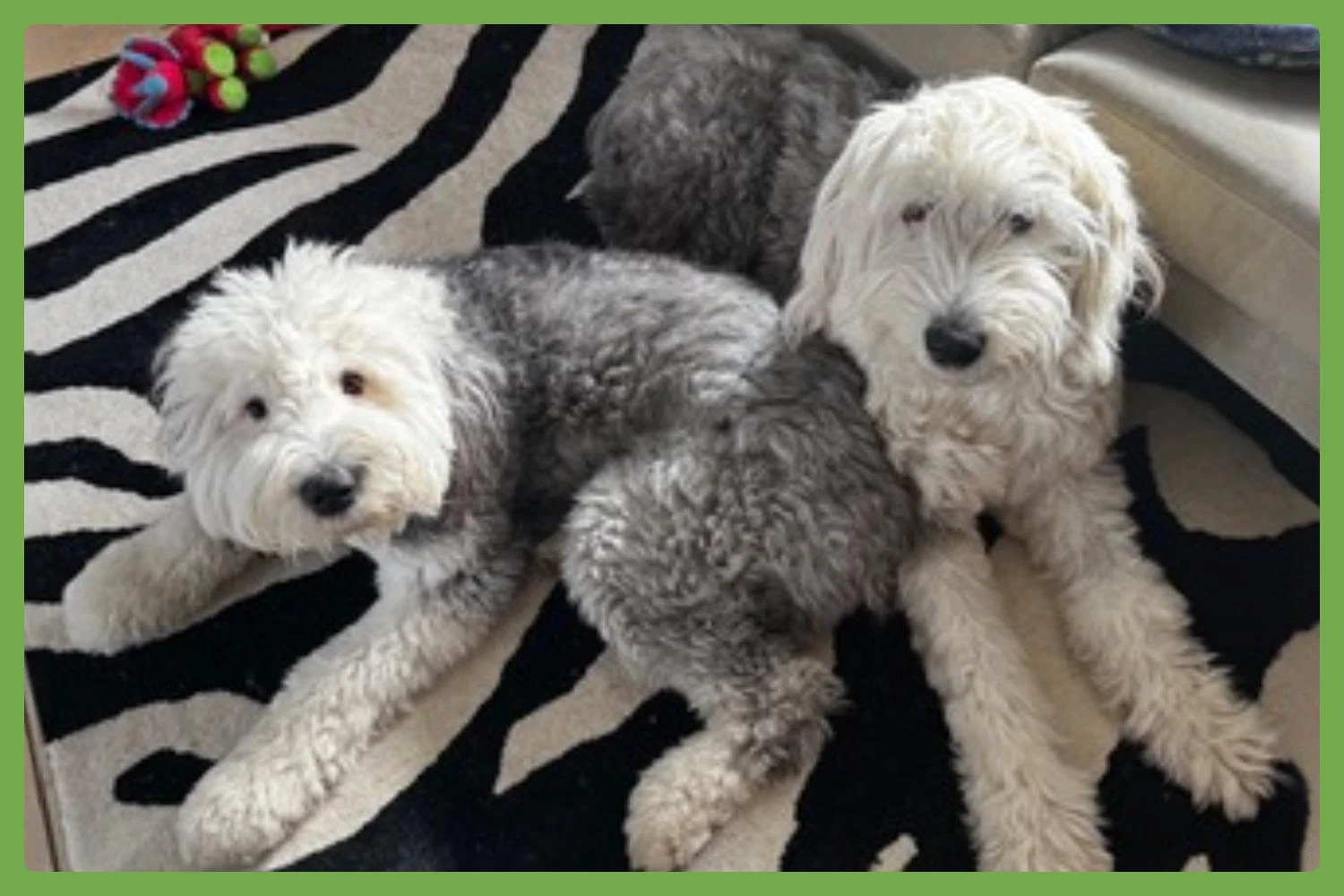 Daisy And Ziggy