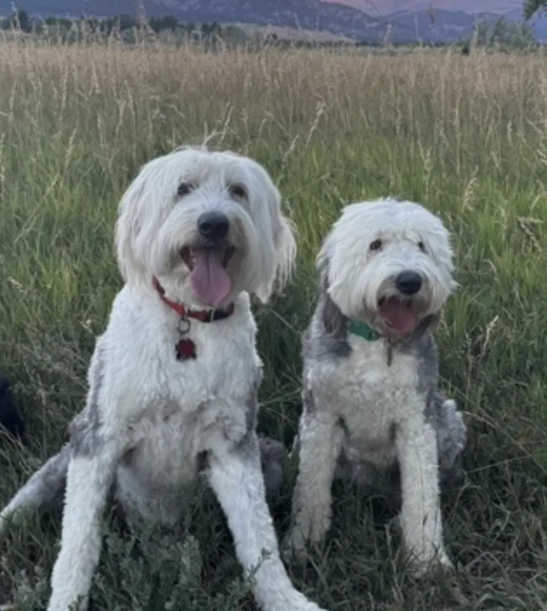 Daisy And Ziggy image 2