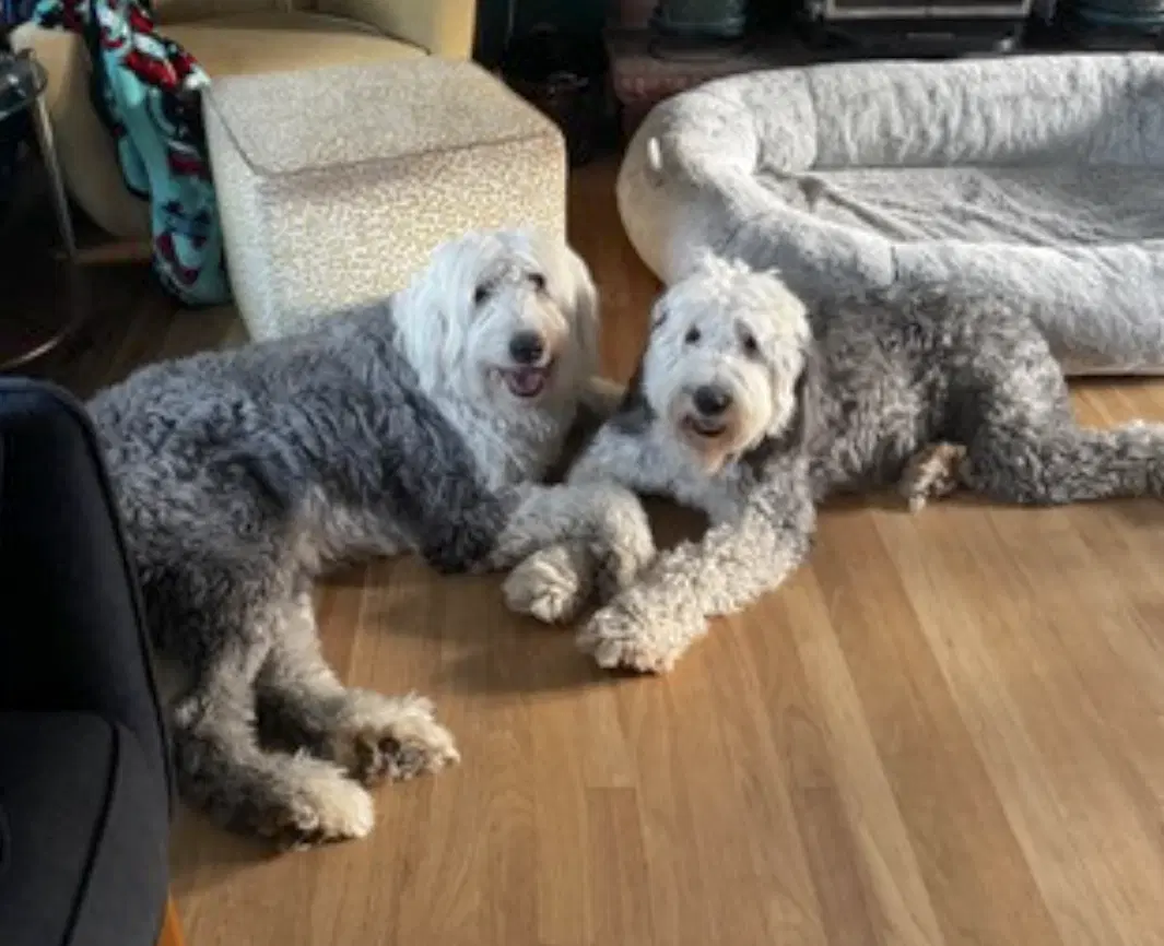 Daisy And Ziggy image 3