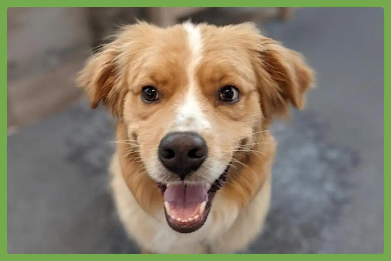 Sulley - Australian Shepherd