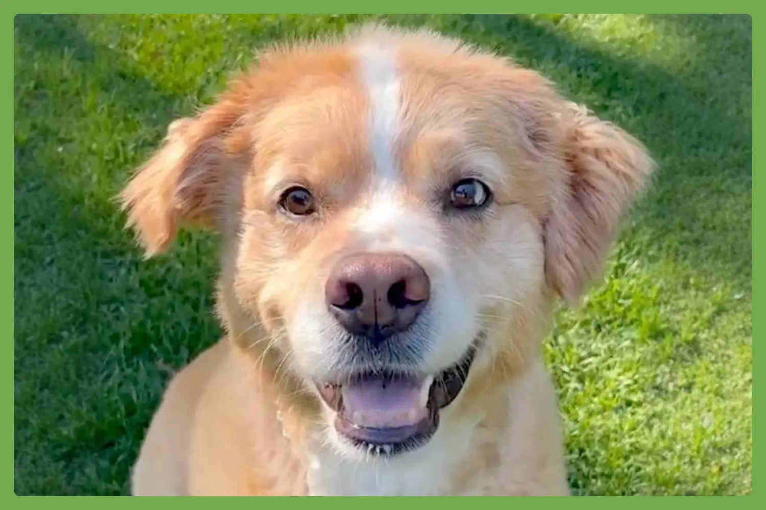 Sulley - Australian Shepherd