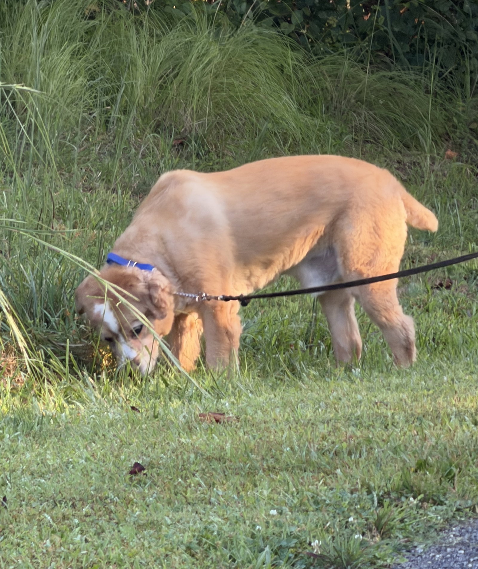 Sulley, photo 8