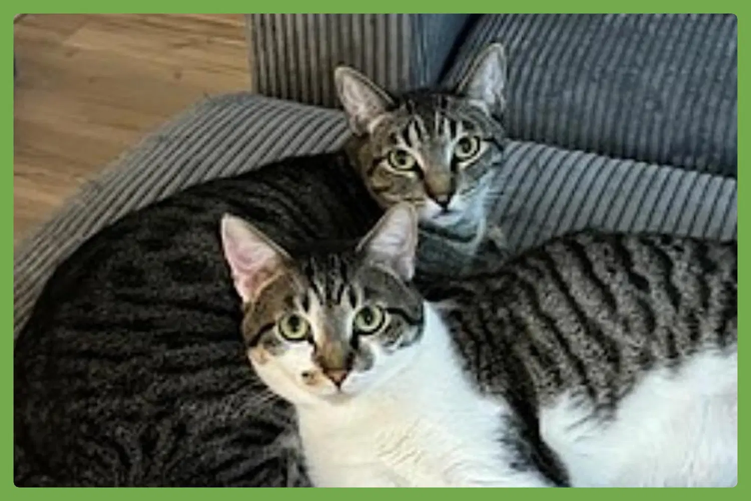 Olive And Pumpkin - Domestic Short Hair