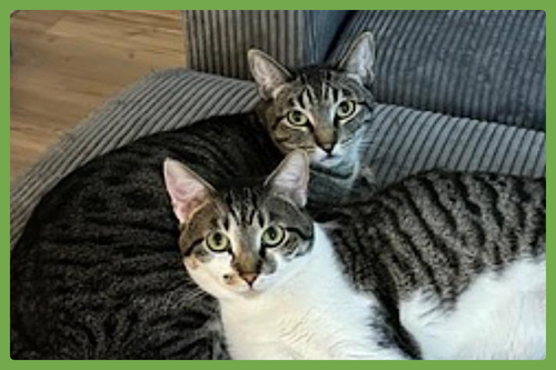 Olive and Pumpkin, a cat for adoption from Joyful Pets Animal Rescue